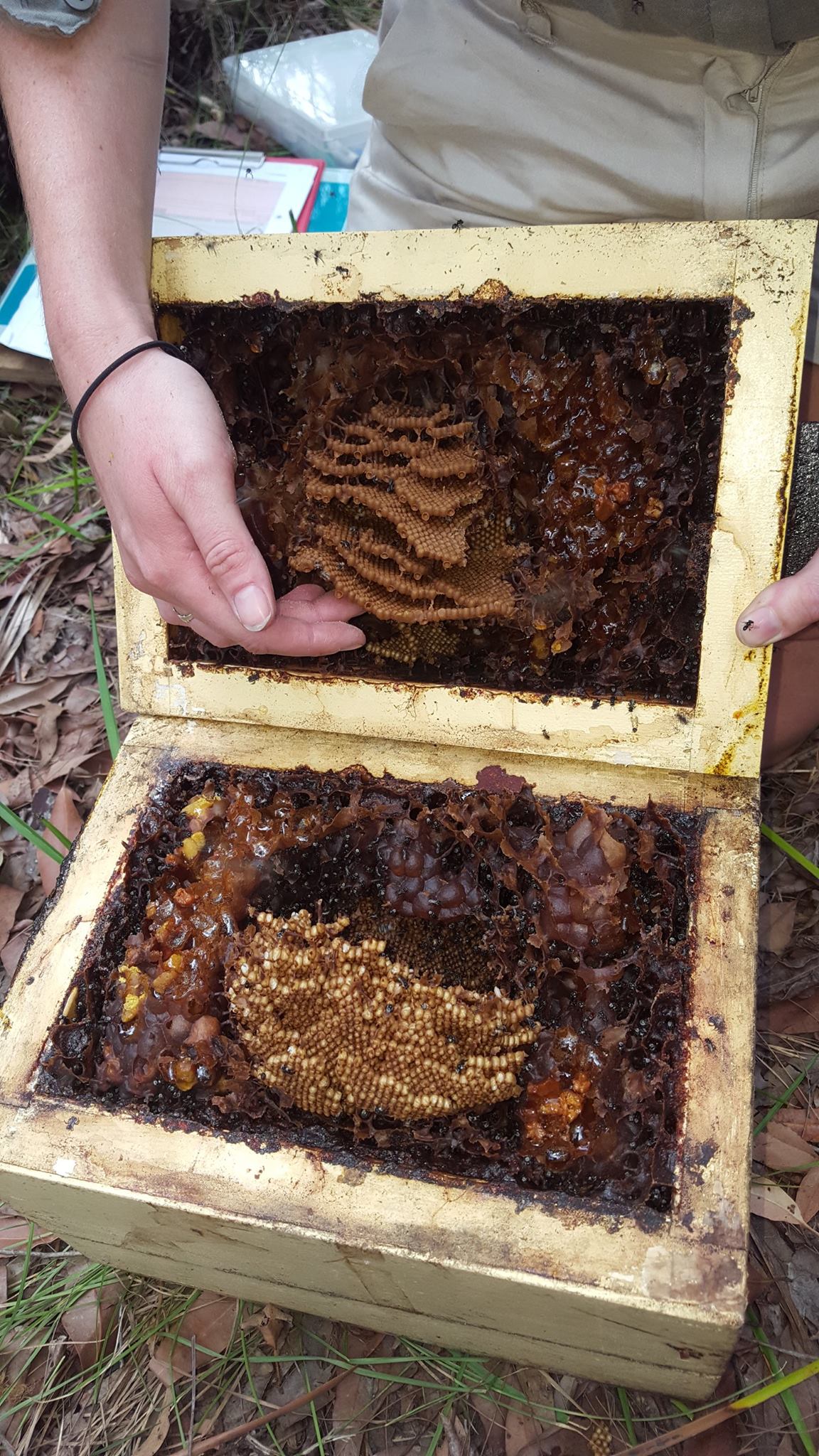 khai thác mật ong dú