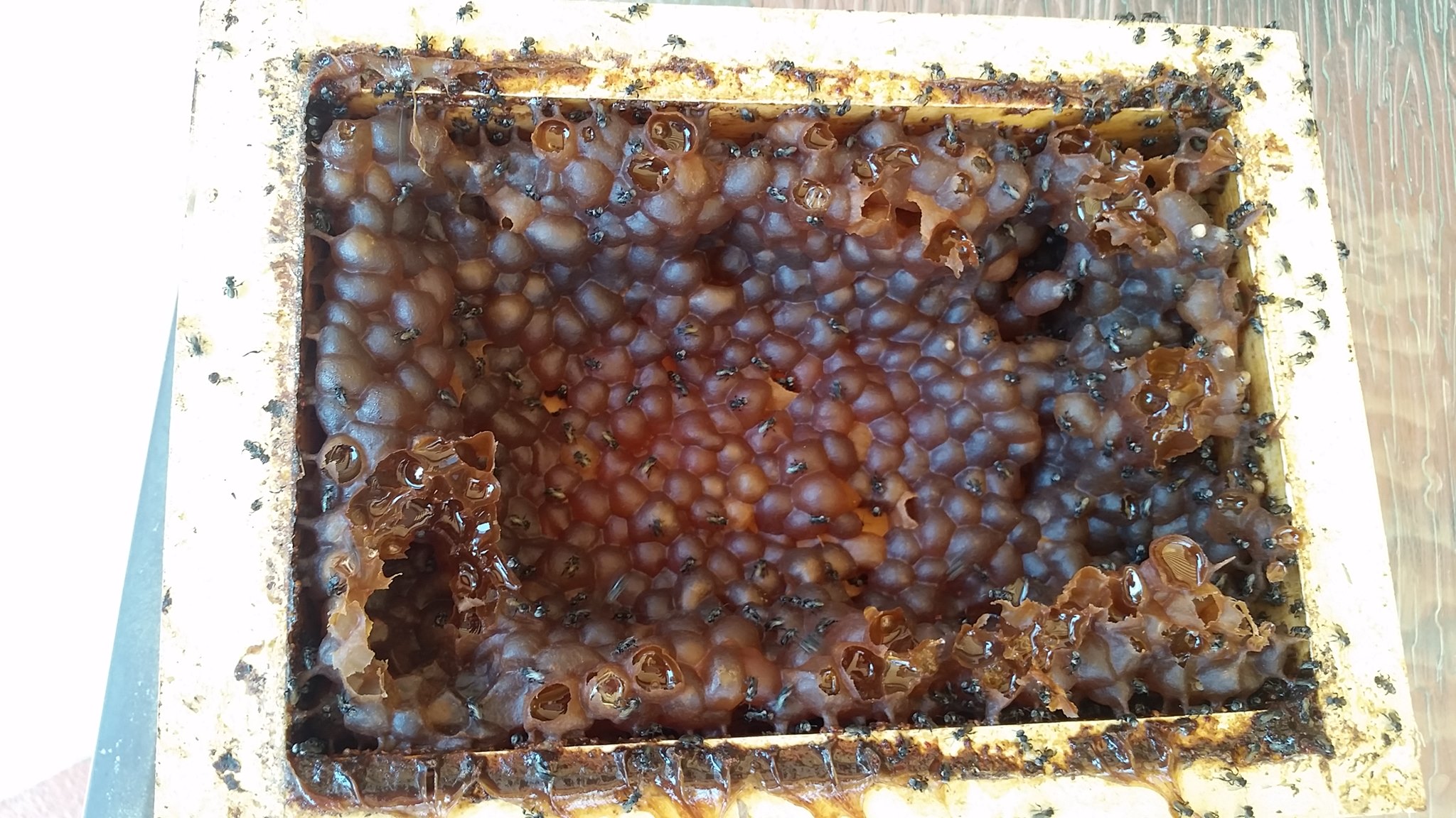 mật ong dú thảo mộc