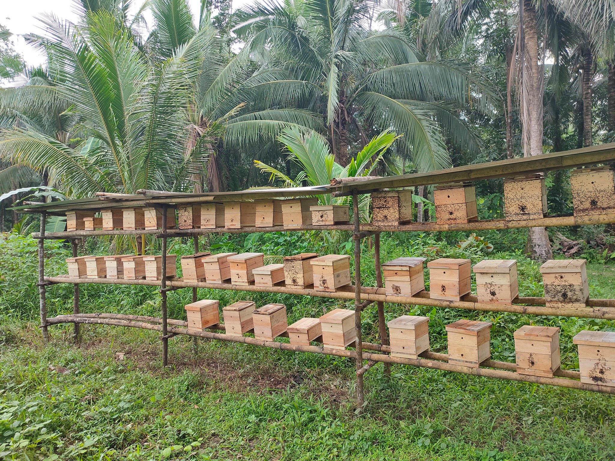 Bán Giống Ong Dú Hồ Chí Minh - Miền Tây Ong Đẹp- Bảo Hành 5 năm